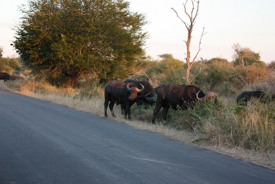 buffel.JPG