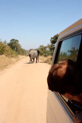 elefant1.JPG