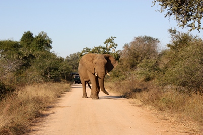 elefant2.JPG