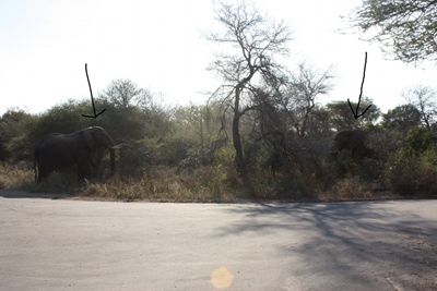 elefant3.JPG