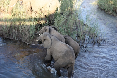 elefant4.JPG