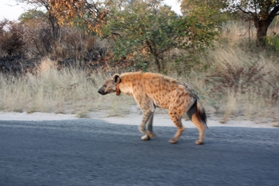 hyena.JPG