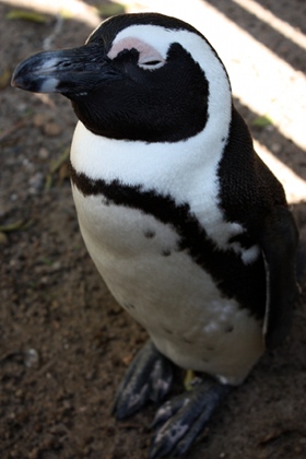 pingviner2.JPG